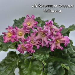 АВ-Ключик от Счастья (Фиалковод)